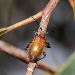 Ecnolagria grandis at Watson, ACT - 11 Dec 2020