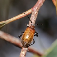 Ecnolagria grandis (Honeybrown beetle) at Watson, ACT - 10 Dec 2020 by Roger