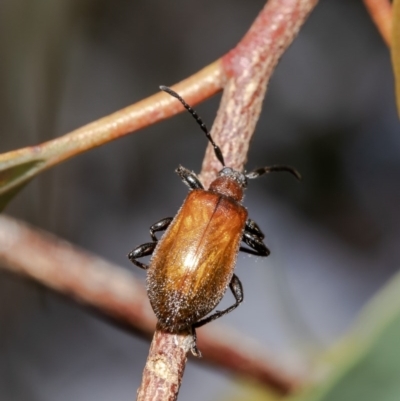 Ecnolagria grandis (Honeybrown beetle) at Watson, ACT - 10 Dec 2020 by Roger