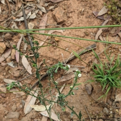 Hackelia suaveolens (Sweet Hounds Tongue) at Hackett, ACT - 11 Dec 2020 by abread111