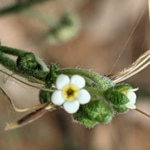 Hackelia suaveolens at Hackett, ACT - 11 Dec 2020