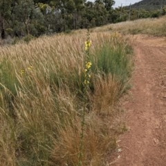 Verbascum virgatum (Green Mullein) at Hackett, ACT - 10 Dec 2020 by abread111