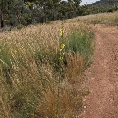 Verbascum virgatum (Green Mullein) at Mount Majura - 10 Dec 2020 by abread111