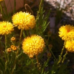 Rutidosis leptorhynchoides (Button Wrinklewort) at Watson, ACT - 9 Dec 2020 by waltraud