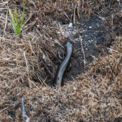 Eulamprus tympanum (Southern Water Skink) at Namadgi National Park - 24 Nov 2020 by EPSDDContent