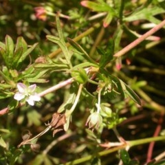 Geranium sp. Pleated sepals (D.E.Albrecht 4707) Vic. Herbarium at Watson, ACT - 9 Dec 2020 by waltraud