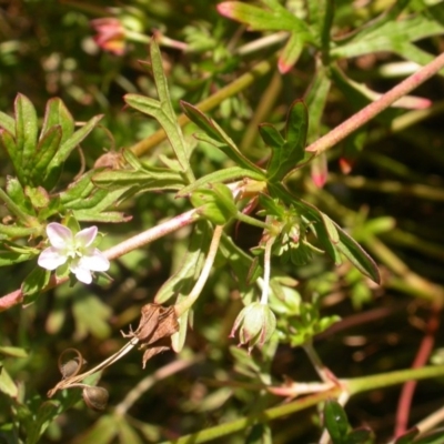 Geranium sp. Pleated sepals (D.E.Albrecht 4707) Vic. Herbarium (Naked Crane's-bill) at Watson, ACT - 9 Dec 2020 by waltraud