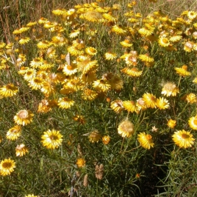 Xerochrysum viscosum (Sticky Everlasting) at Watson, ACT - 9 Dec 2020 by waltraud