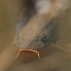 Cyprinus carpio (Common Carp) at Clyde Cameron Reserve - 11 Dec 2020 by Kyliegw