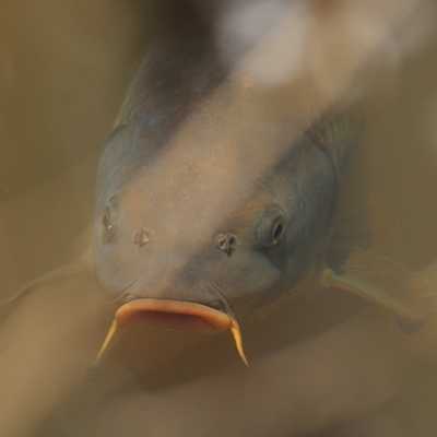 Cyprinus carpio (Common Carp) at Wodonga, VIC - 11 Dec 2020 by KylieWaldon