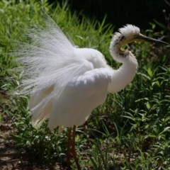 Ardea alba (Great Egret) at Wodonga - 11 Dec 2020 by KylieWaldon