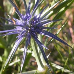 Eryngium ovinum (Blue Devil) at Watson, ACT - 9 Dec 2020 by waltraud