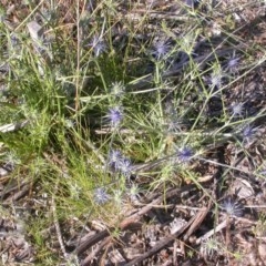 Eryngium ovinum at Watson, ACT - 9 Dec 2020 05:53 PM