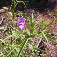 Solanum linearifolium (Kangaroo Apple) at Watson, ACT - 9 Dec 2020 by waltraud