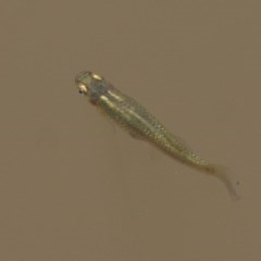 Gambusia holbrooki (Gambusia, Plague minnow, Mosquito fish) at Wodonga - 11 Dec 2020 by Kyliegw