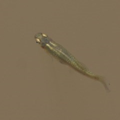 Gambusia holbrooki (Gambusia, Plague minnow, Mosquito fish) at Wodonga - 11 Dec 2020 by KylieWaldon