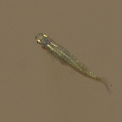 Gambusia holbrooki (Gambusia, Plague minnow, Mosquito fish) at Wodonga - 11 Dec 2020 by Kyliegw