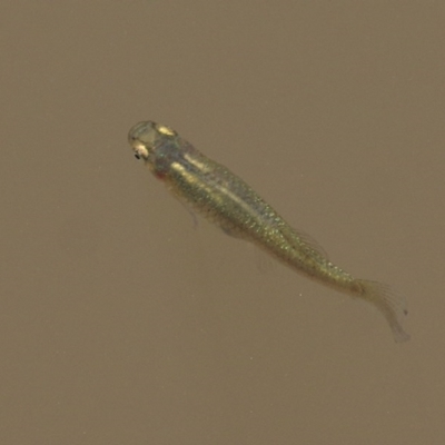 Gambusia holbrooki (Gambusia, Plague minnow, Mosquito fish) at Wodonga, VIC - 11 Dec 2020 by KylieWaldon