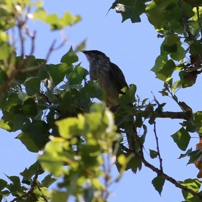 Anthochaera carunculata (Red Wattlebird) at Wodonga, VIC - 11 Dec 2020 by KylieWaldon