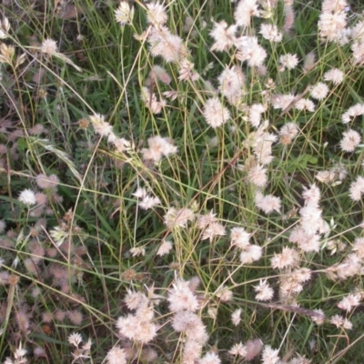 Rytidosperma carphoides (Short Wallaby Grass) at Watson, ACT - 27 Nov 2020 by waltraud