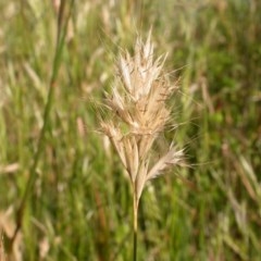 Rytidosperma sp. (Wallaby Grass) at Watson, ACT - 9 Dec 2020 by waltraud