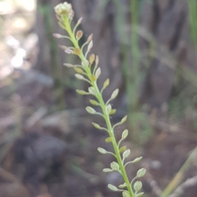 Lepidium africanum (Common Peppercress) at Bass Gardens Park, Griffith - 11 Dec 2020 by SRoss