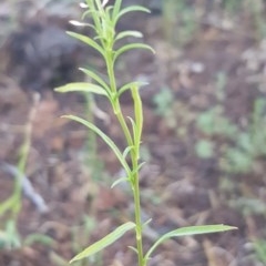 Lepidium africanum at Griffith, ACT - 11 Dec 2020