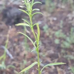 Lepidium africanum at Griffith, ACT - 11 Dec 2020