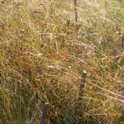 Themeda triandra (Kangaroo Grass) at Mount Majura - 9 Dec 2020 by waltraud