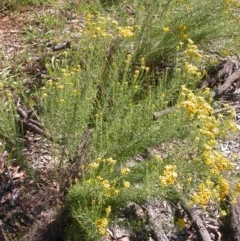 Chrysocephalum semipapposum (Clustered Everlasting) at Watson, ACT - 9 Dec 2020 by waltraud