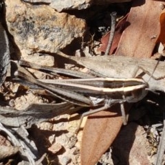 Apotropis tricarinata (Eastern striped grasshopper) at Black Mountain - 11 Dec 2020 by trevorpreston