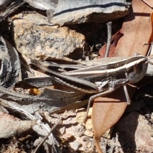 Apotropis tricarinata at Bruce, ACT - 11 Dec 2020