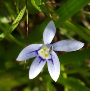 Isotoma fluviatilis subsp. australis at Bruce, ACT - 11 Dec 2020