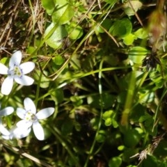 Isotoma fluviatilis subsp. australis at Bruce, ACT - 11 Dec 2020