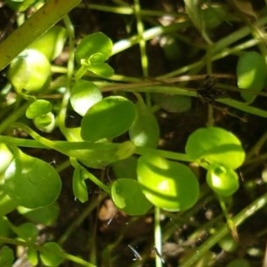 Isotoma fluviatilis subsp. australis at Bruce, ACT - 11 Dec 2020