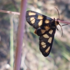 Amata (genus) (Handmaiden Moth) at Black Mountain - 11 Dec 2020 by trevorpreston