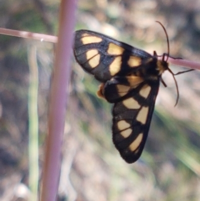 Amata (genus) (Handmaiden Moth) at Bruce, ACT - 11 Dec 2020 by tpreston