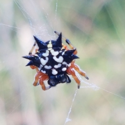Austracantha minax (Christmas Spider, Jewel Spider) at Black Mountain - 11 Dec 2020 by trevorpreston