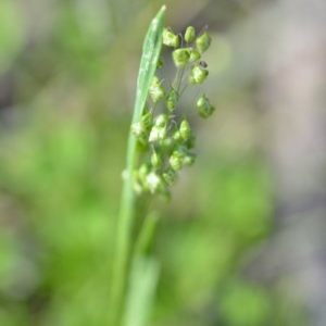 Briza minor at Wamboin, NSW - 17 Oct 2020