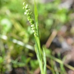 Briza minor at Wamboin, NSW - 17 Oct 2020