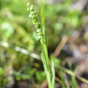 Briza minor at Wamboin, NSW - 17 Oct 2020