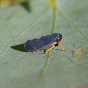 Neotartessus flavipes at Mount Clear, ACT - 11 Dec 2020