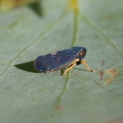 Neotartessus flavipes (A leafhopper) at Mount Clear, ACT - 11 Dec 2020 by rawshorty