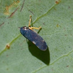 Neotartessus flavipes at Mount Clear, ACT - 11 Dec 2020