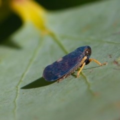 Neotartessus flavipes at Mount Clear, ACT - 11 Dec 2020