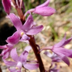 Dipodium roseum (Rosy hyacinth orchid) at Yass River, NSW - 11 Dec 2020 by SenexRugosus