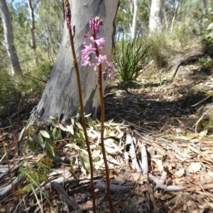 Dipodium roseum at Yass River, NSW - 11 Dec 2020