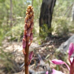 Dipodium roseum at Yass River, NSW - 11 Dec 2020