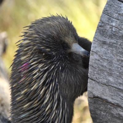 Tachyglossus aculeatus (Short-beaked Echidna) at Forde, ACT - 8 Dec 2020 by davidcunninghamwildlife
