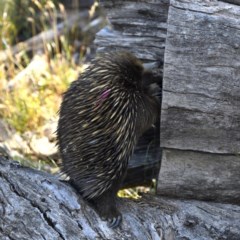 Tachyglossus aculeatus at Forde, ACT - 8 Dec 2020